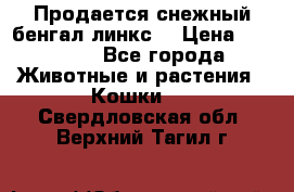 Продается снежный бенгал(линкс) › Цена ­ 25 000 - Все города Животные и растения » Кошки   . Свердловская обл.,Верхний Тагил г.